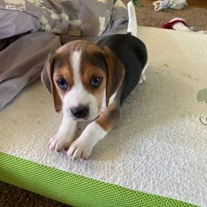 Meet your Posher, Cloey